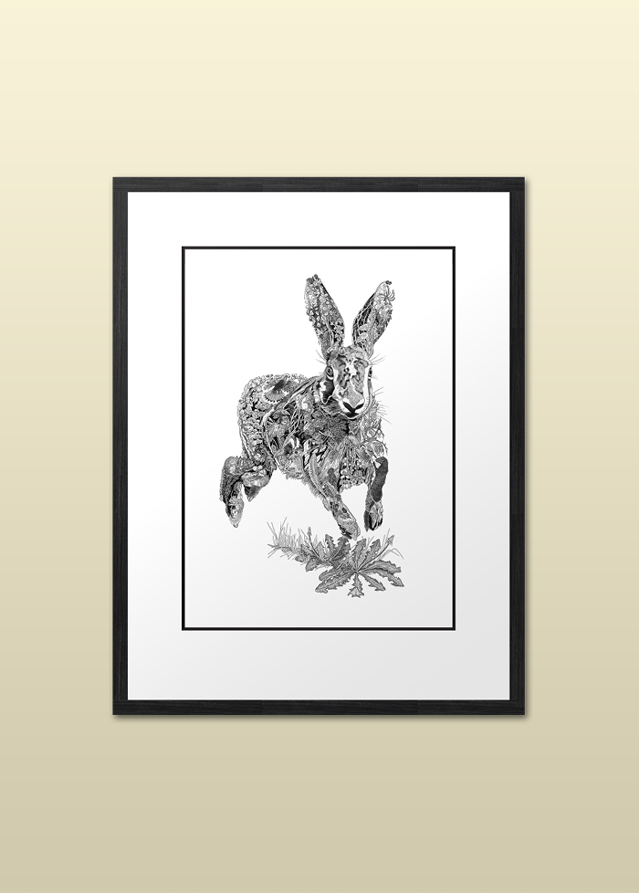Brown Hare